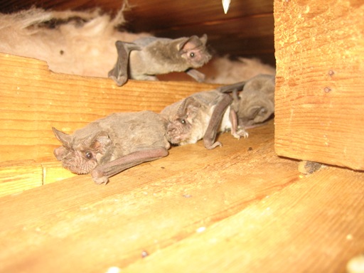 Remove Bats From Property