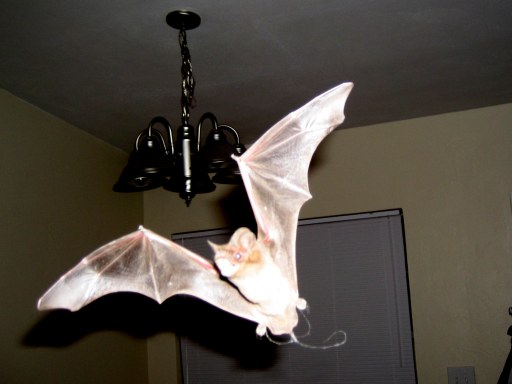 Bat Maternity Colony
