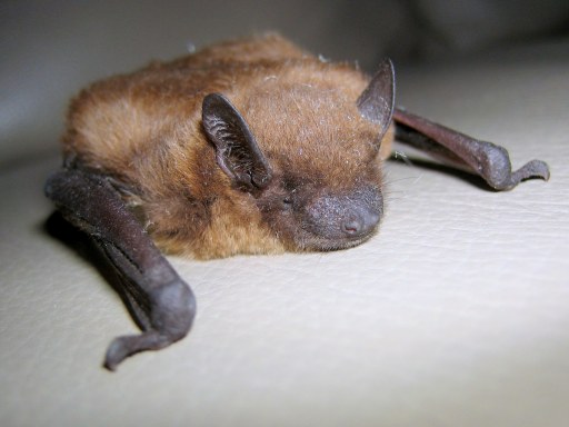 Bat Poison, Brown Bat