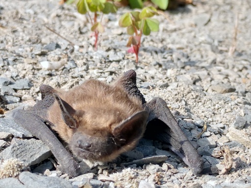 Maternity Season of Bats