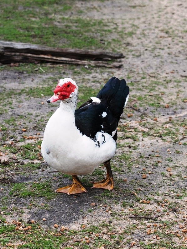 Muscovy Duck Removal