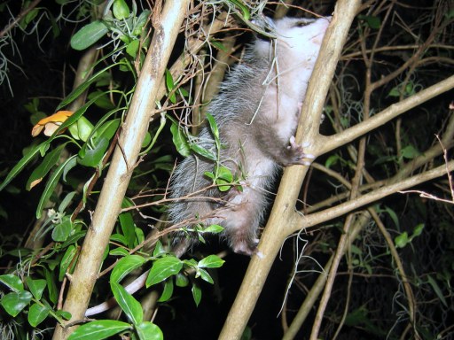 Opossum Tail Facts