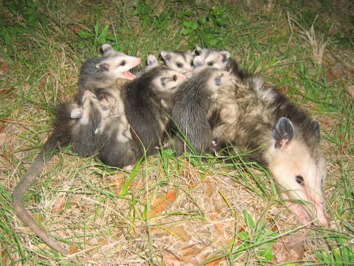 About Virginia Opossum, Get Opossums off of Roof, What Attracts Opossums