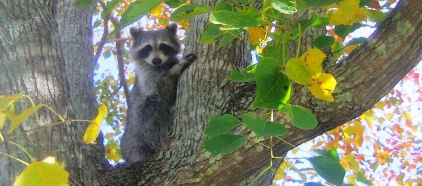 Raccoon Out Of Garden; Raccoon