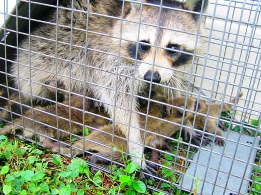 Kill Raccoon By Humane Ways Humane Wildlife Removal