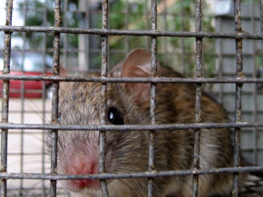 Rat Diseases, Mice Relocation