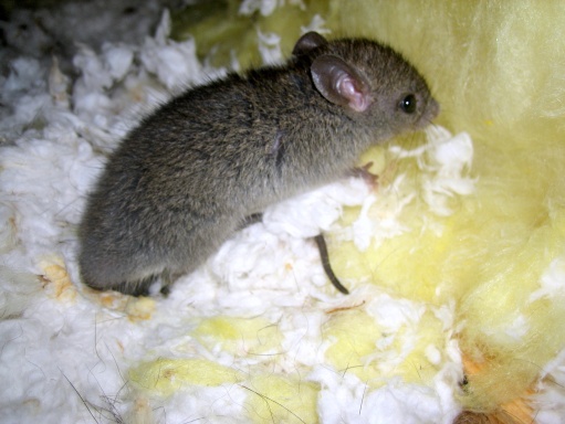 Mice Damage In Attic