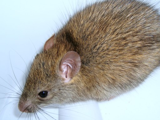 Mice Damage In Attic