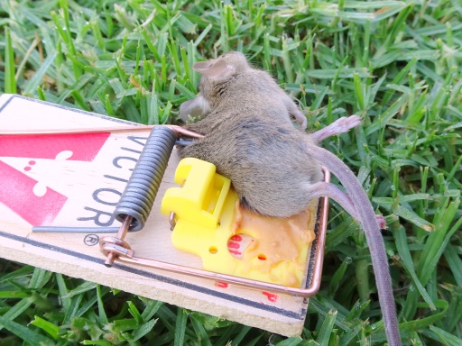 Mice Out Of Garden, Glue traps for mice