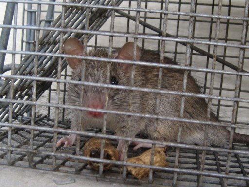 Mice Damage,Humane Mouse Trap