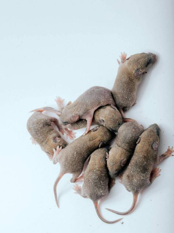 Mice Diseases