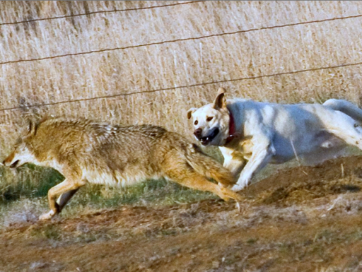 Coyotes Threat to Farm Animals