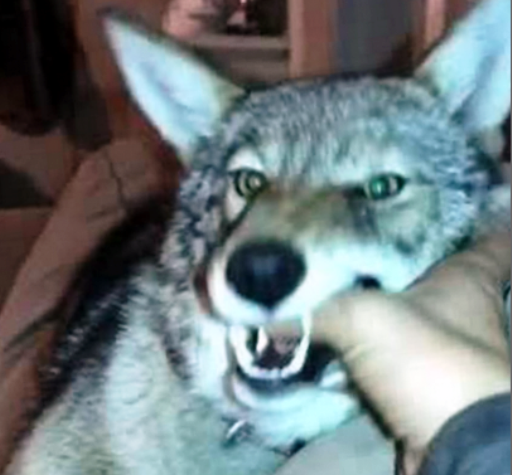 Coyote As Pet