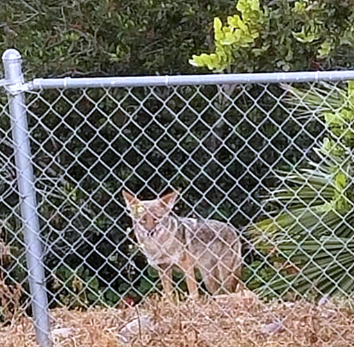 Coyotes Prevention