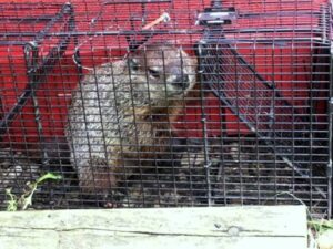 Woodchuck Trapping – Humane Wildlife Removal