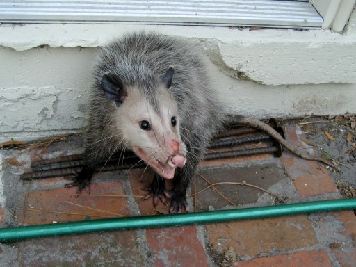 Why Opossums Play Dead