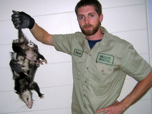 Opossum Control Officer,Opossum Trapping Steps