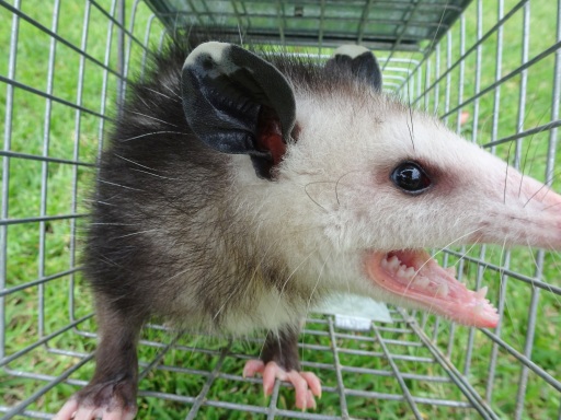 Opossum Repellents