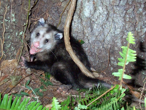 Opossum Diet