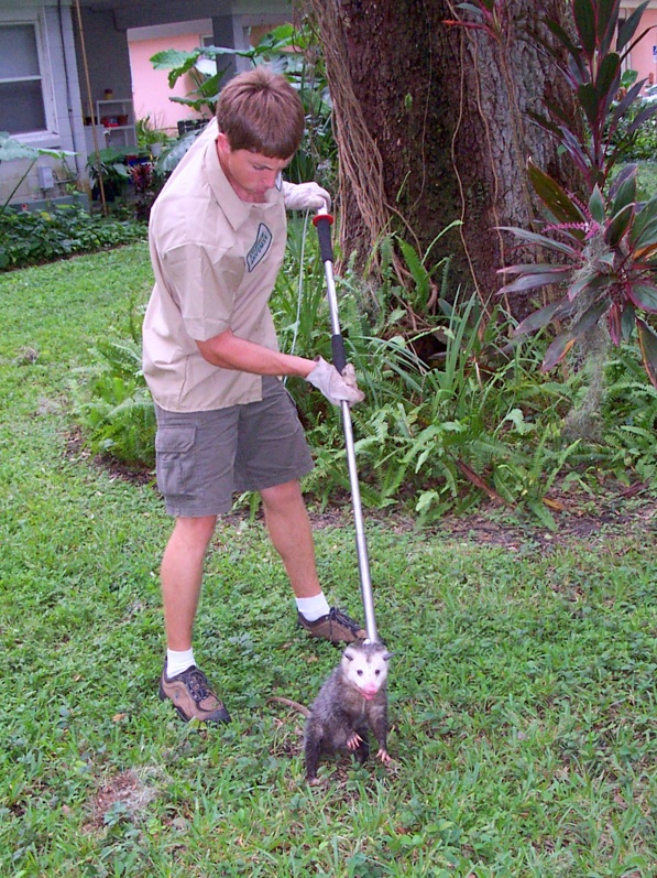 Opossum Trapping Steps