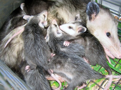 Opossum Diseases