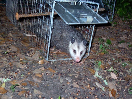 Different Ways to Kill Opossums