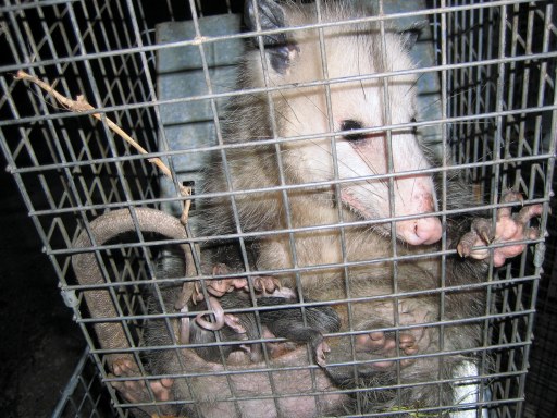 Poison Against Opossums