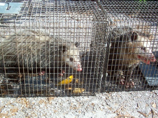 Keep Opossums Out of Garbage