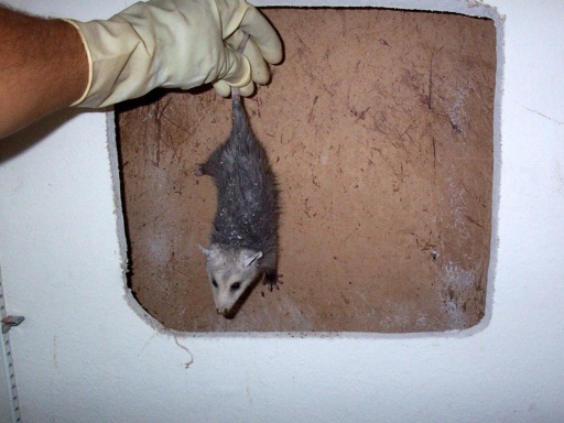 Opossum in House