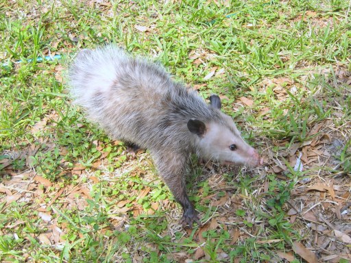 Poison Against Opossums