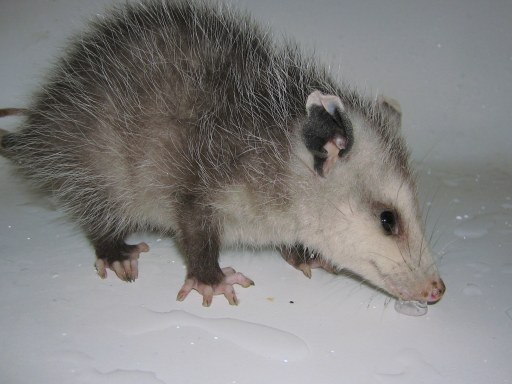 Sick Opossum, Sick Opossum Symptoms