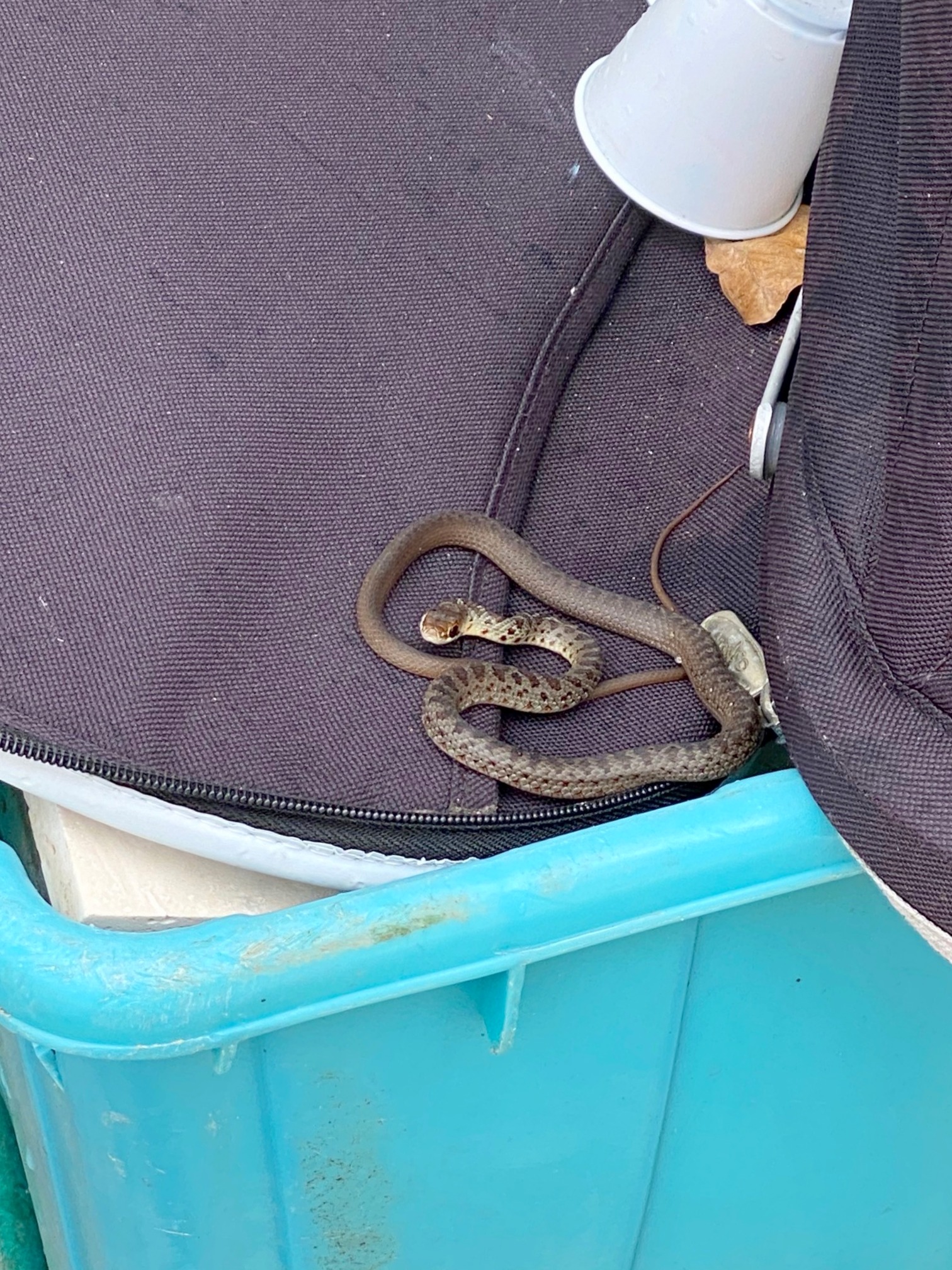Snake Catching Tool Humane Wildlife Removal