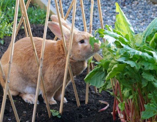 Rabbit Prevention