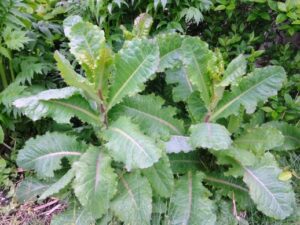 Woodchuck Bait – Humane Wildlife Removal