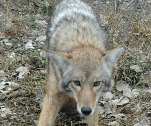 Coyotes Removal
