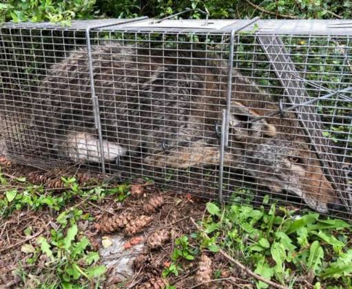 Different Ways To Trap Coyote Humane Wildlife Removal