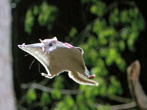 http://pestwildlife.org/killing-ways-of-flying-squirrels/