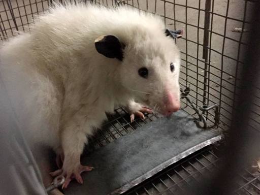 Get Rid of Opossums