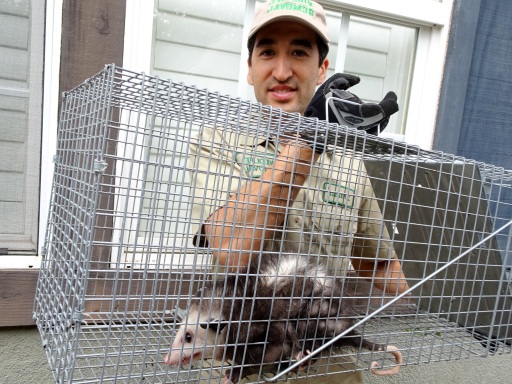 Locate Dead Opossum