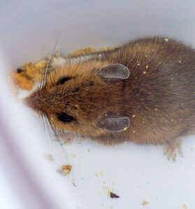 What do mice eat? – Humane Wildlife Removal