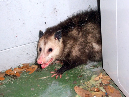 Opossum Diseases