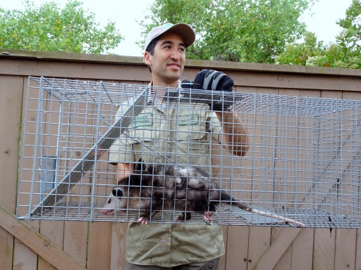 Opossum Bait Techniques
