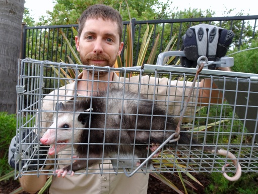 Opossum Bait Techniques