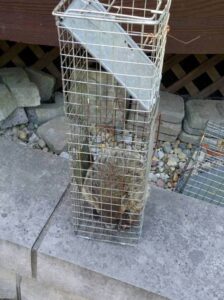 Woodchuck Trapping – Humane Wildlife Removal