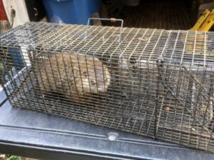 Woodchuck Removal – Humane Wildlife Removal