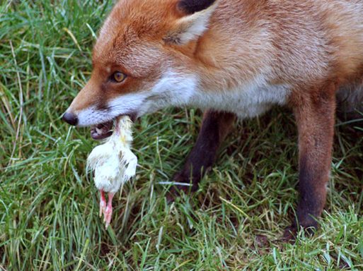 Foxes Threat To Pets