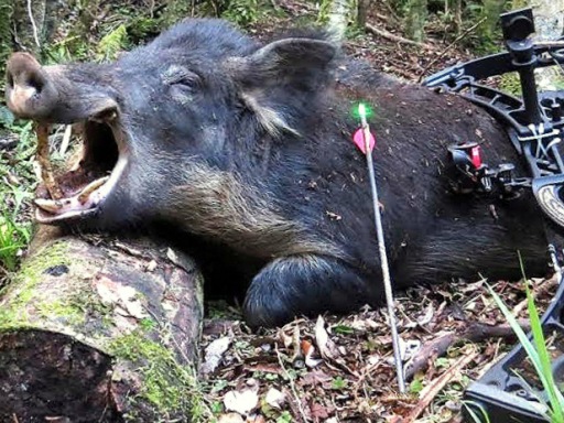 Wild Hogs Killing Ways
