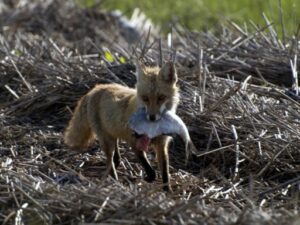 Tips To Get Rid Of Foxes – Humane Wildlife Removal