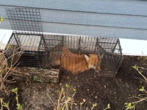 Tips To Get Rid Of Foxes - Humane Wildlife Removal