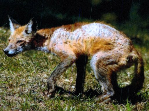 Fox Diseases